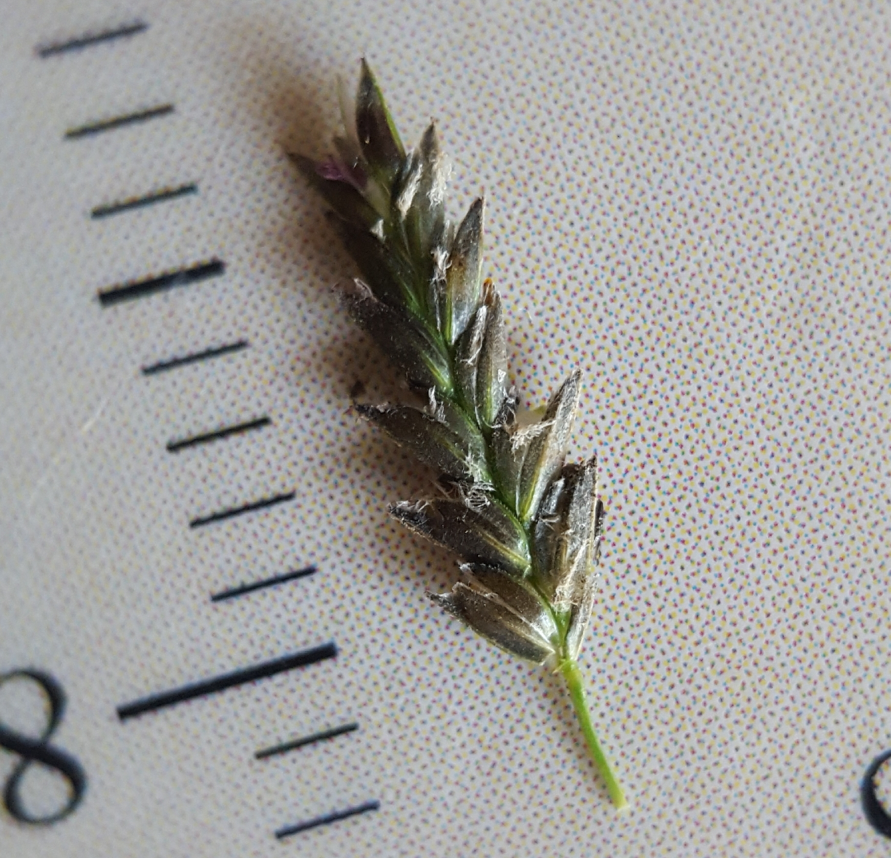 (c) François Rousseu, certains droits réservés (CC BY-NC) https://www.inaturalist.org/observations/82976876