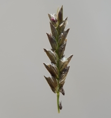 Eragrostis