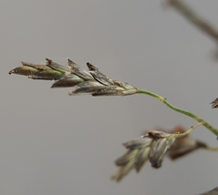 Eragrostis