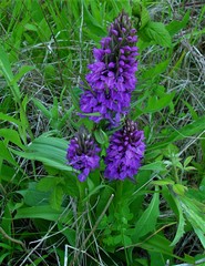 Dactylorhiza praetermissa