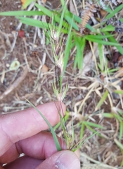 Themeda quadrivalvis image