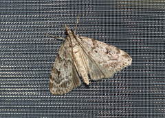 Scoparia subfusca