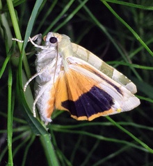 Noctua fimbriata