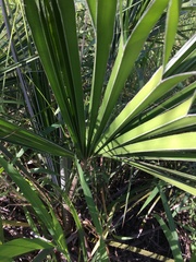 Livistona decora
