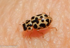 Anisosticta bitriangularis