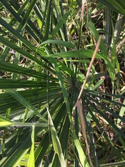 Livistona decora