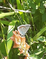 Polyommatus thersites