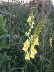 Linaria vulgaris