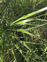 Livistona decora