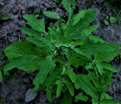 Chenopodium ficifolium