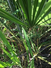 Livistona decora