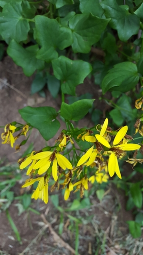 Senecio tamoides image