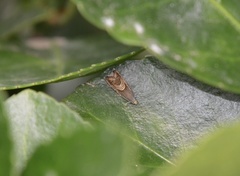 Grapholita delineana