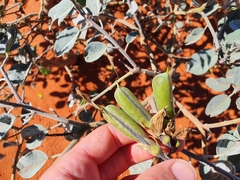 Crotalaria cunninghamii