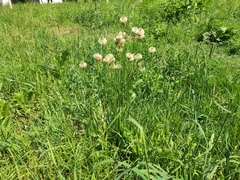 Plantago lanceolata