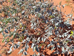 Crotalaria cunninghamii