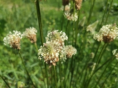 Plantago lanceolata