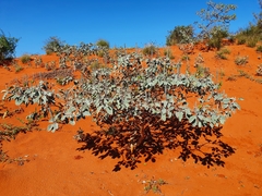 Crotalaria cunninghamii