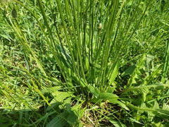Plantago lanceolata