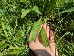 Plantago lanceolata