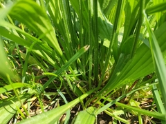 Plantago lanceolata