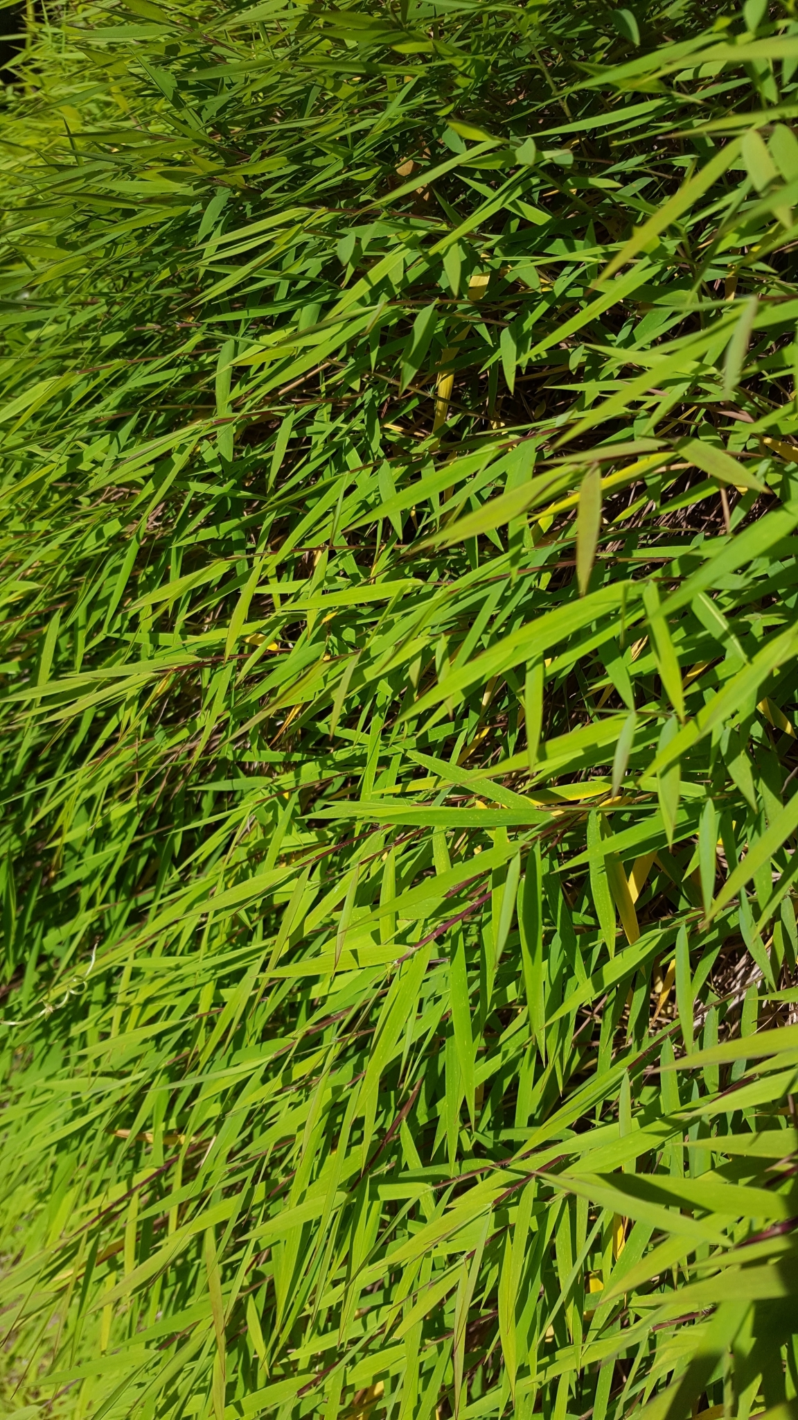 Imagem de Capim-dos-pampas