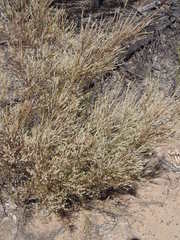 Choretrum pauciflorum