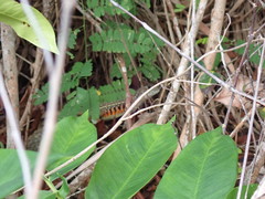 Leiolepis belliana