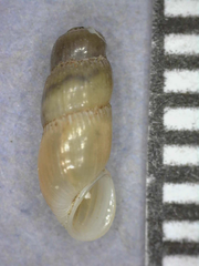 Truncatella caribaeensis