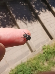 Hoplia graminicola