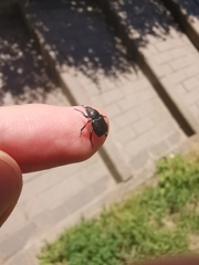 Hoplia graminicola