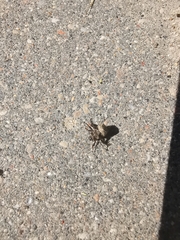 Hoplia graminicola