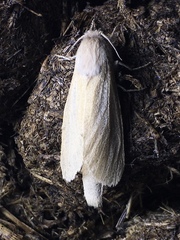 Phragmataecia castaneae