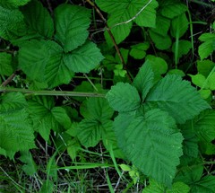 Rubus latifolius