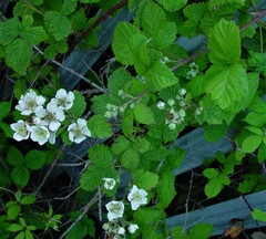 Rubus latifolius