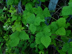 Rubus latifolius