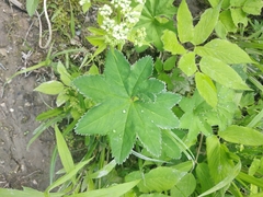 Alchemilla tichomirovii