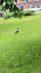 Corvus cornix
