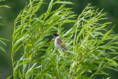 Emberiza schoeniclus