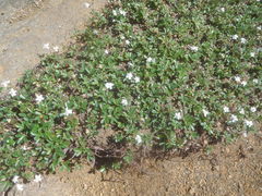 Sibbaldiopsis