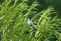 Emberiza schoeniclus