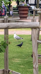 Larus argentatus