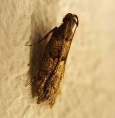 Ancylometis mulaella
