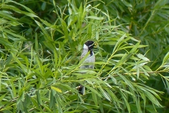 Emberiza schoeniclus