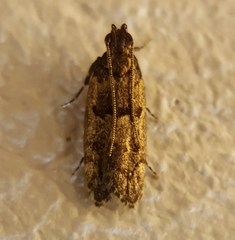 Ancylometis mulaella
