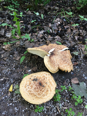 Cerioporus squamosus