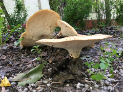 Cerioporus squamosus