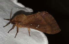 Oxycanus beltista