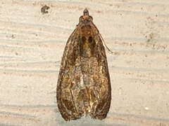 Olethreutes inornatana