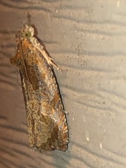 Olethreutes inornatana